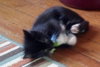 Tiara (Tia) The Pretty Tuxedo Kitten