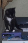 Tiara (Tia) The Pretty Tuxedo Kitten