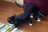 Tiara (Tia) The Pretty Tuxedo Kitten