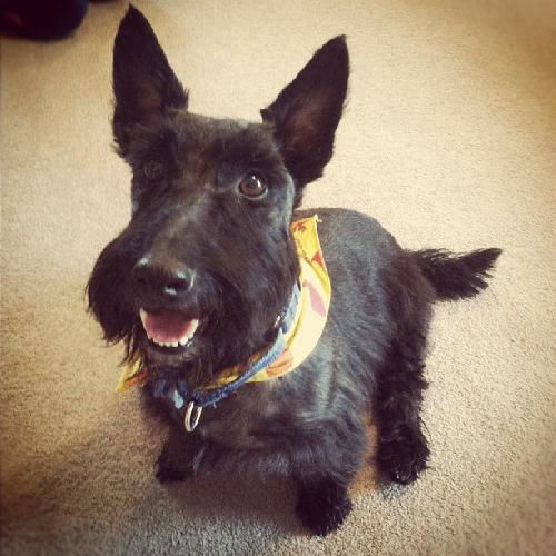 Scotty the Brave Scottie