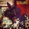 Scotty the Brave Scottie