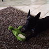 Scotty the Brave Scottie