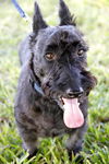 Scotty the Brave Scottie
