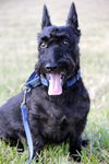 Scotty the Brave Scottie
