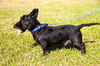 Scotty the Brave Scottie