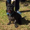Scotty the Brave Scottie