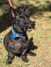 Scotty the Brave Scottie