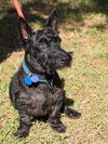 Scotty the Brave Scottie
