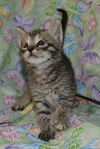Lyla the Biker Kitty
