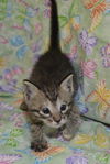 Lyla the Biker Kitty