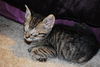 Lyla the Biker Kitty