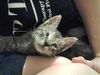 Lyla the Biker Kitty