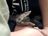 Lyla the Biker Kitty