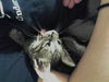 Lyla the Biker Kitty