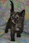 Tara the Biker Kitty