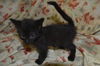 Chi the Sweet Kitten
