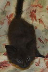 Dhabi the Loving Kitten