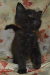 Mackenzie the Kitten