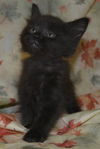 Mackenzie the Kitten