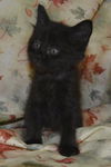 Mackenzie the Kitten