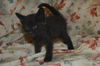 Maddie the Kitten