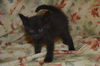 Maddie the Kitten