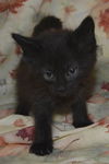 Molly the Kitten
