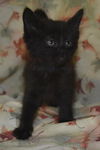 Molly the Kitten