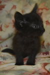 Molly the Kitten