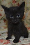 Molly the Kitten