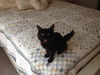 Molly the Kitten