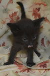 Tango the Kitten