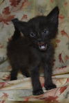 Tango the Kitten