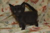 Tango the Kitten