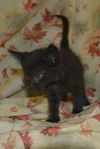 Tucker the Black Beauty