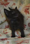 Tucker the Black Beauty