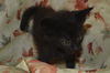 Tucker the Black Beauty
