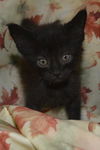Tucker the Black Beauty