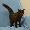 Tucker the Black Beauty