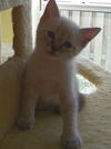 Chen the Siamese Kitten