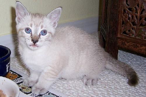 Sake the Siamese Kitten