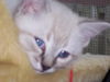 Sake the Siamese Kitten