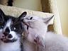 Sake the Siamese Kitten
