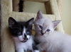 Sake the Siamese Kitten