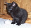 Jet the Wee Little Kitten
