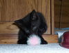 Jet the Wee Little Kitten