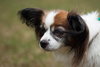 Jasmine the Papillon
