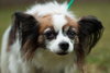 Jasmine the Papillon