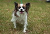 Jasmine the Papillon