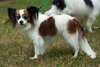 Jasmine the Papillon